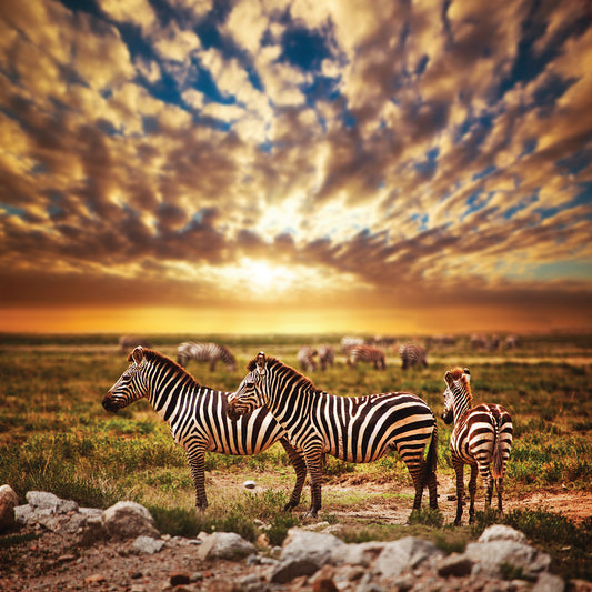 Golden Zebras