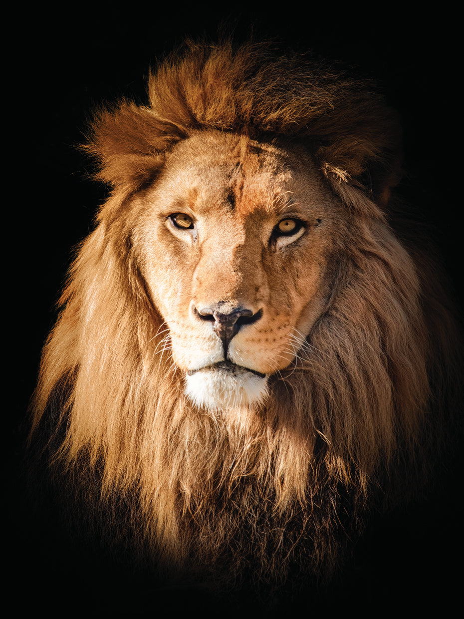 Majestic Lion