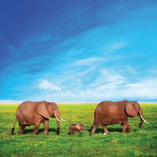 Elephant Family Roaming