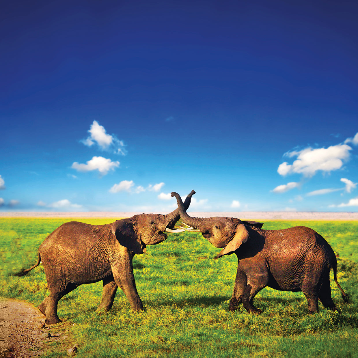 Elephants