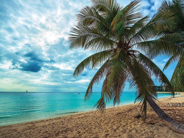 Sueños de palmera Lienzo