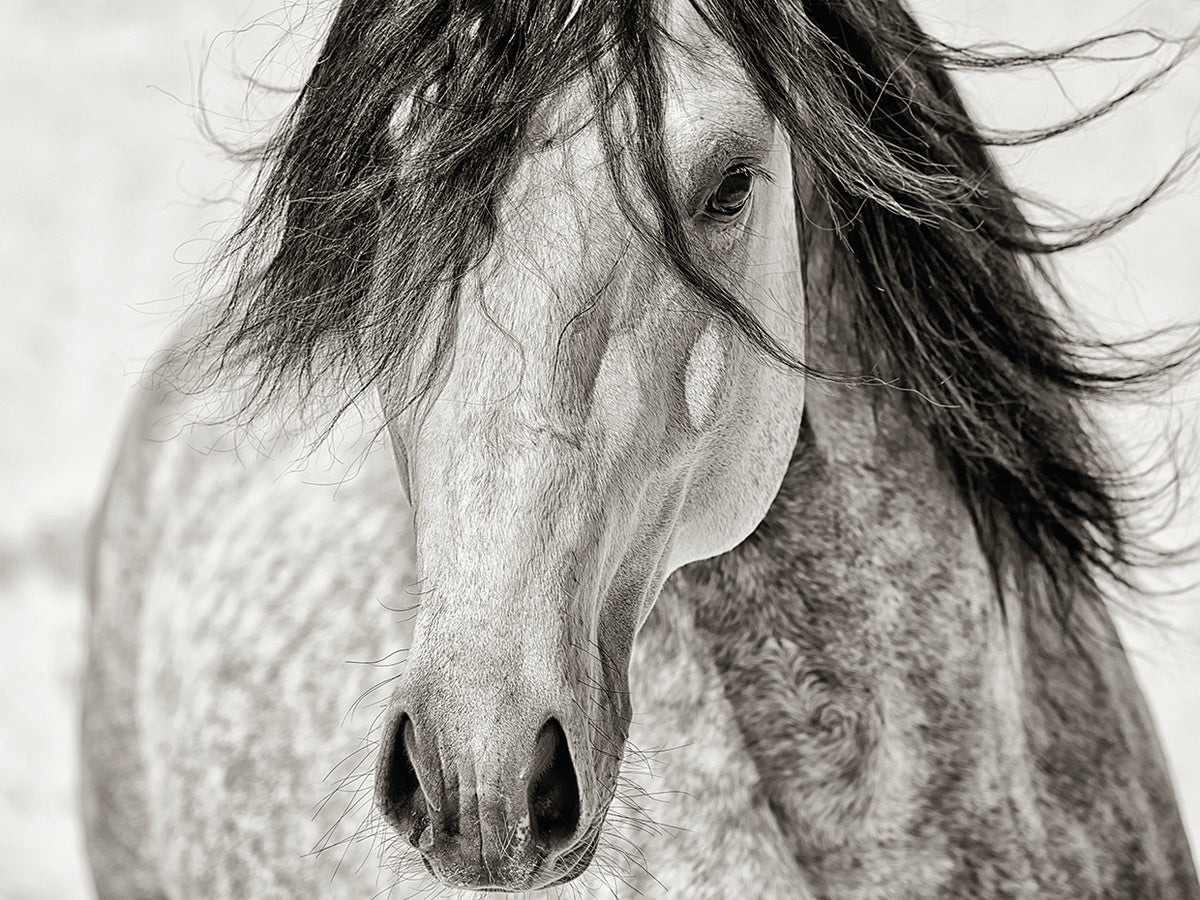 My Beautiful Mane