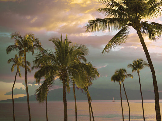 Hawaii Palm Sunset No. 1 Canvas Print