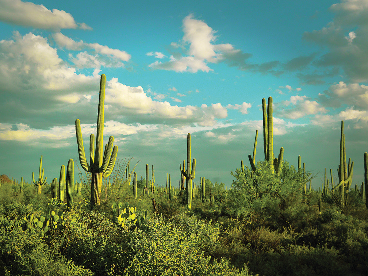 Saguaros No. 2