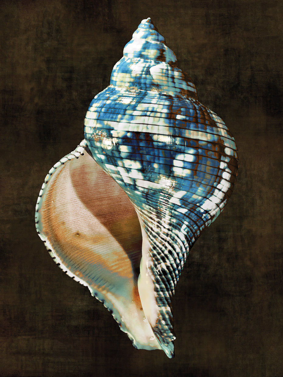 Ocean Treasure III