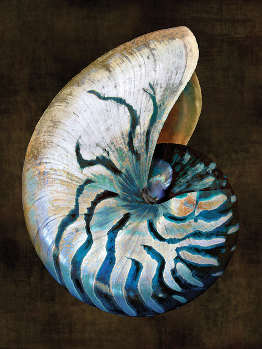 Ocean Treasure IV Canvas Print