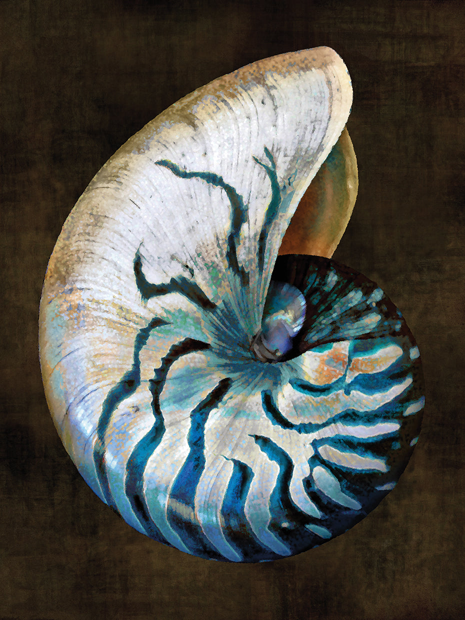Ocean Treasure IV
