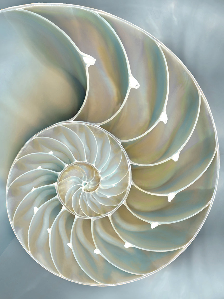 Nautilus in Blue II