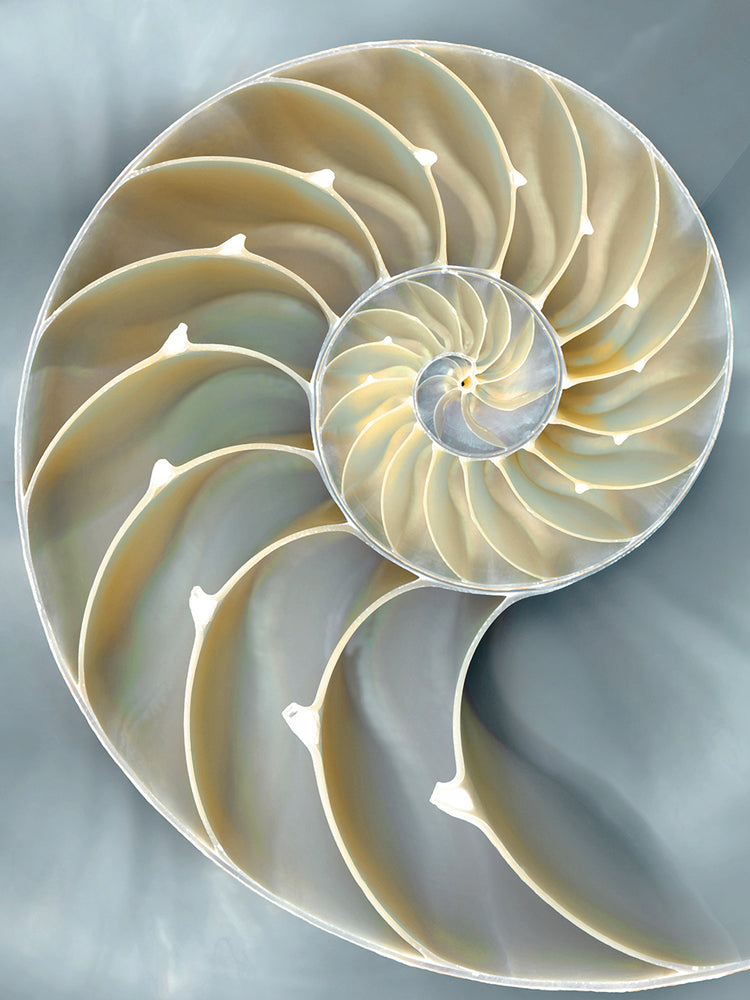 Nautilus in Blue I