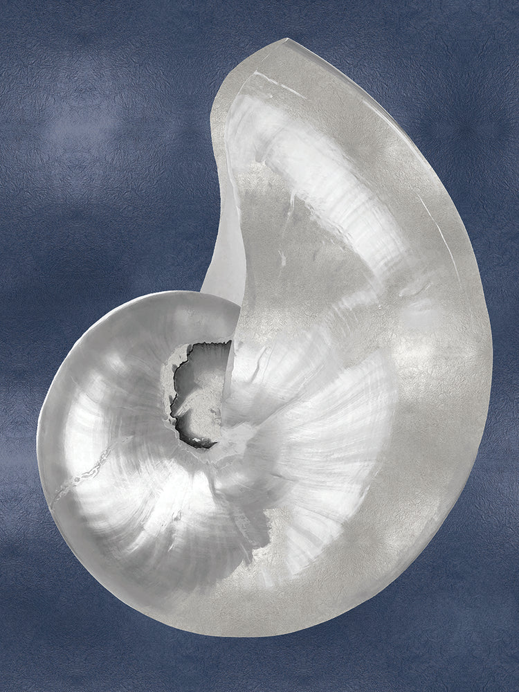 Silver Shell on Indigo Blue I