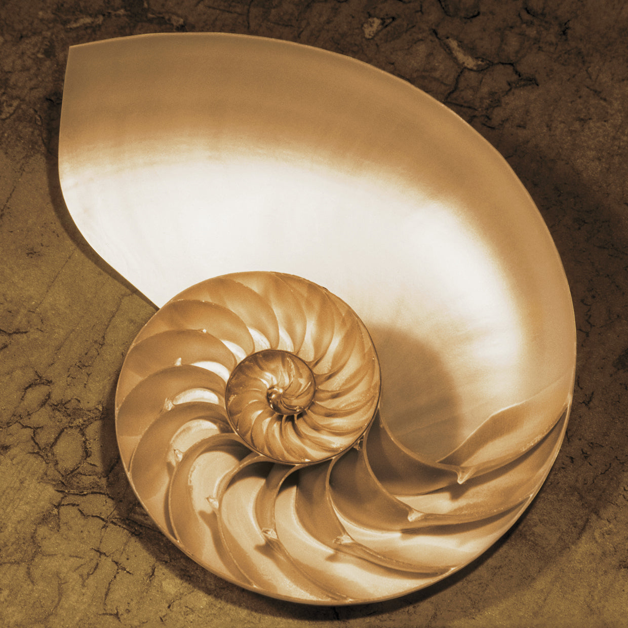 Chambered Nautilus