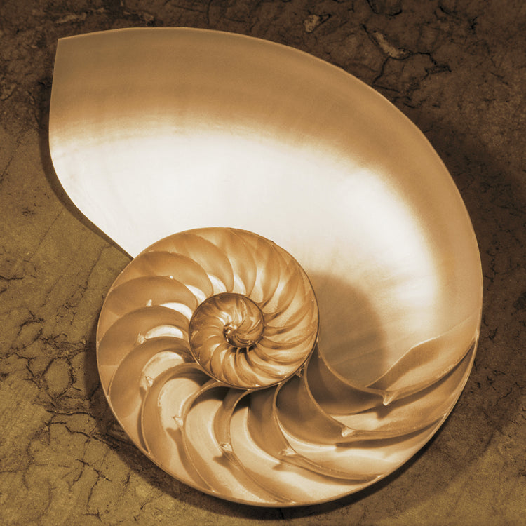 Chambered Nautilus