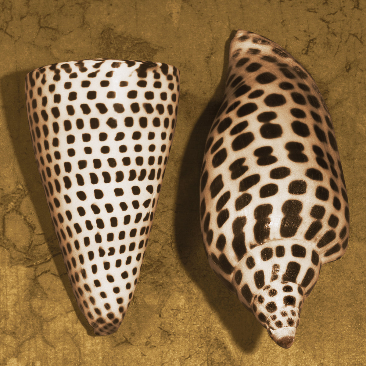 Cone Seashell