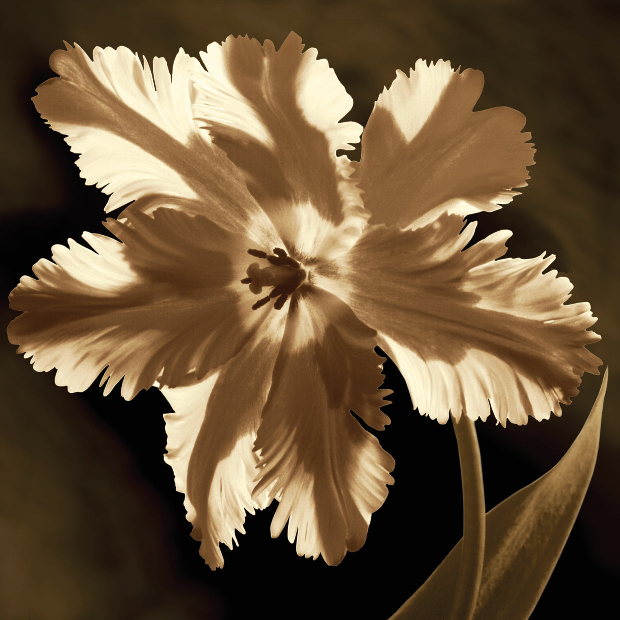 Parrot Tulip I