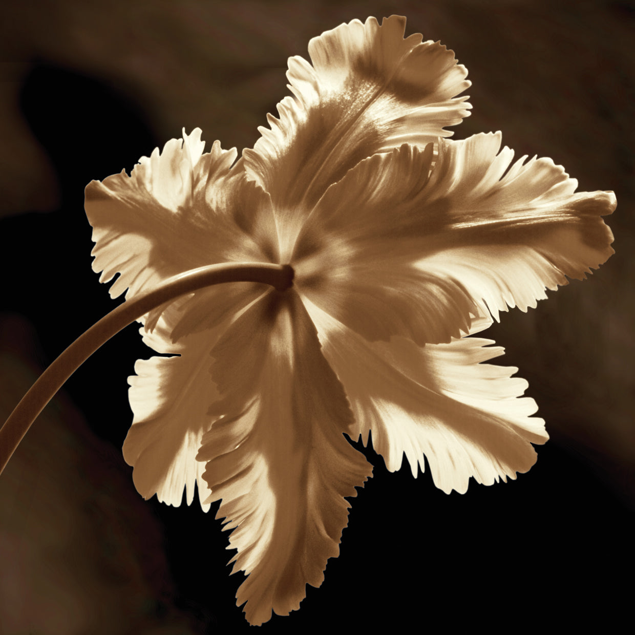 Parrot Tulip II
