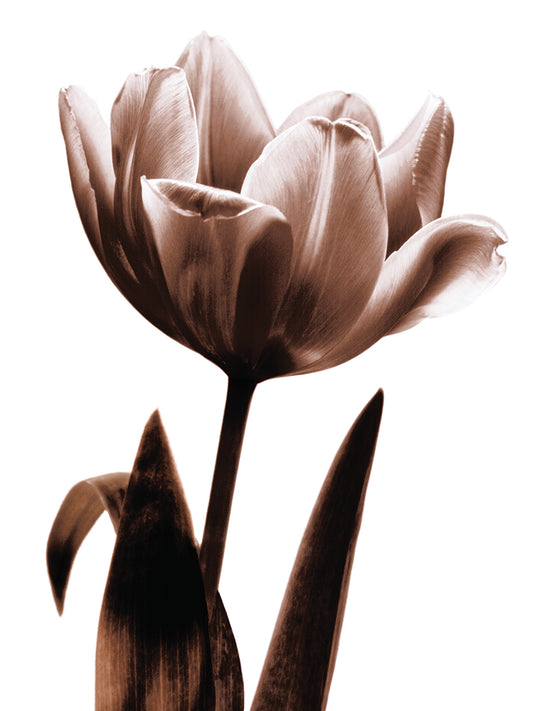 Tulip in Sepia I Canvas Print