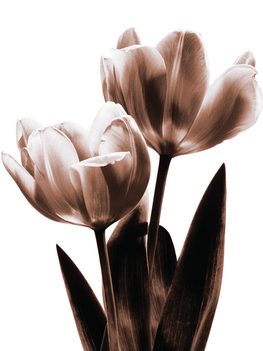 Tulip in Sepia II Canvas Print