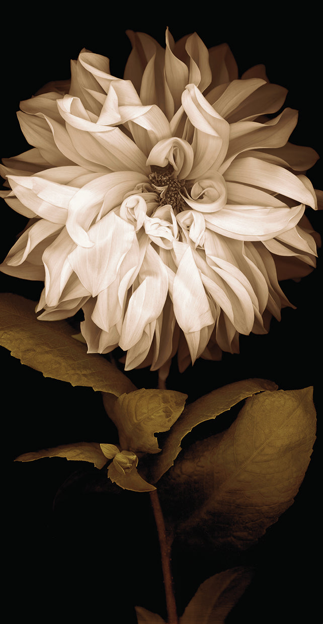dahlia-i-caroline-kelly