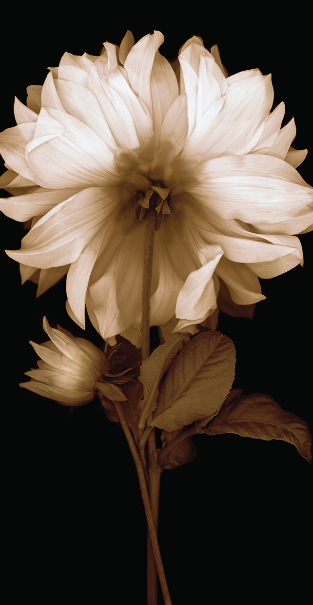 Dahlia II