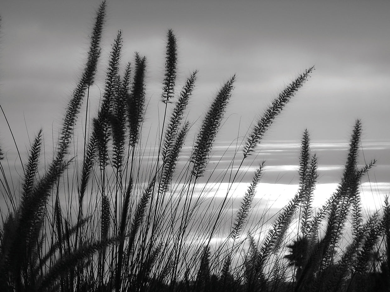 Silhouette at the Beach