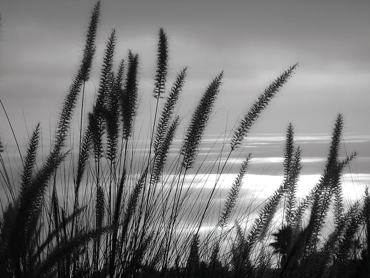Silhouette at the Beach