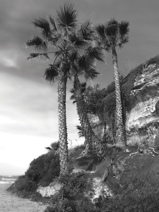 Palm Trees in B&W Canvas Print