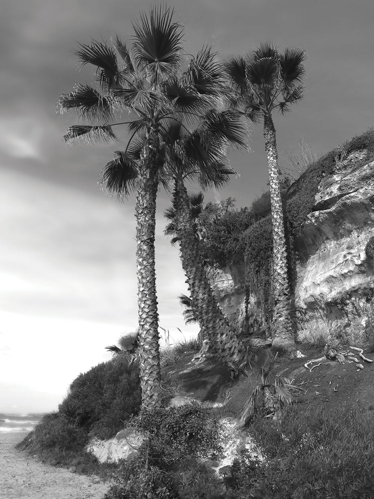 Palm Trees in B&W
