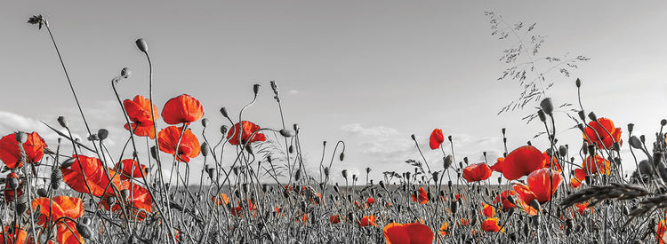 Lovely Poppy Field - panoramic view