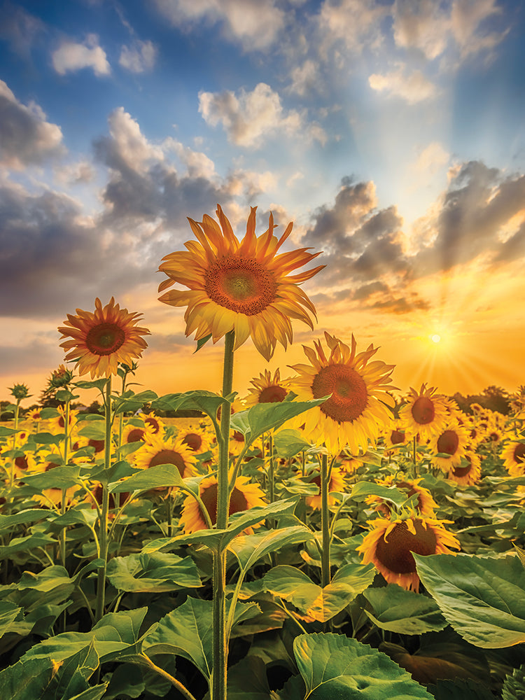 Sunflower field at sunset