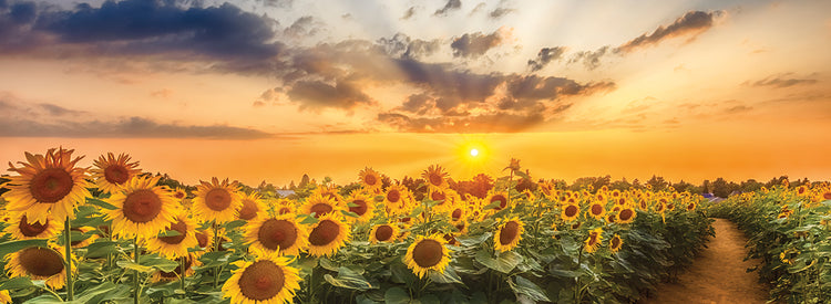 Sunflower field at sunset - Panoramic View