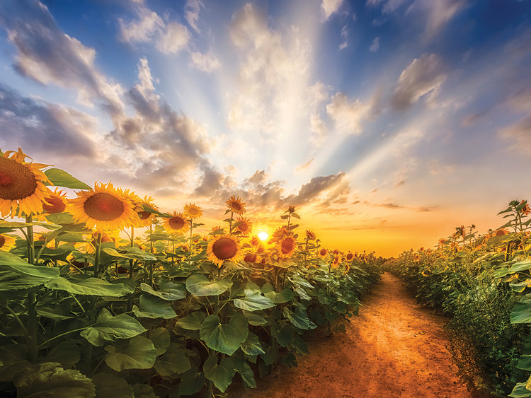 Path through the sunflower field