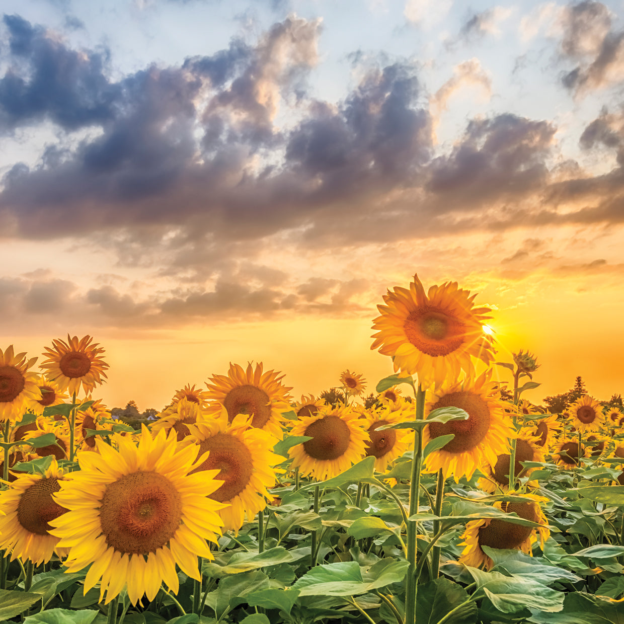 Sunflowers in the evening