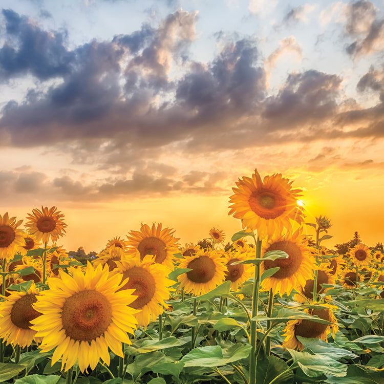 Sunflowers in the evening