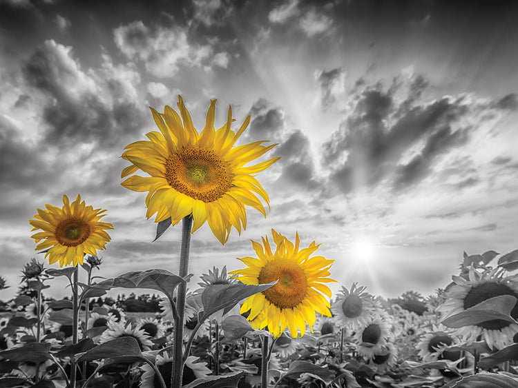 Sunflowers in sunset - yellow color pop