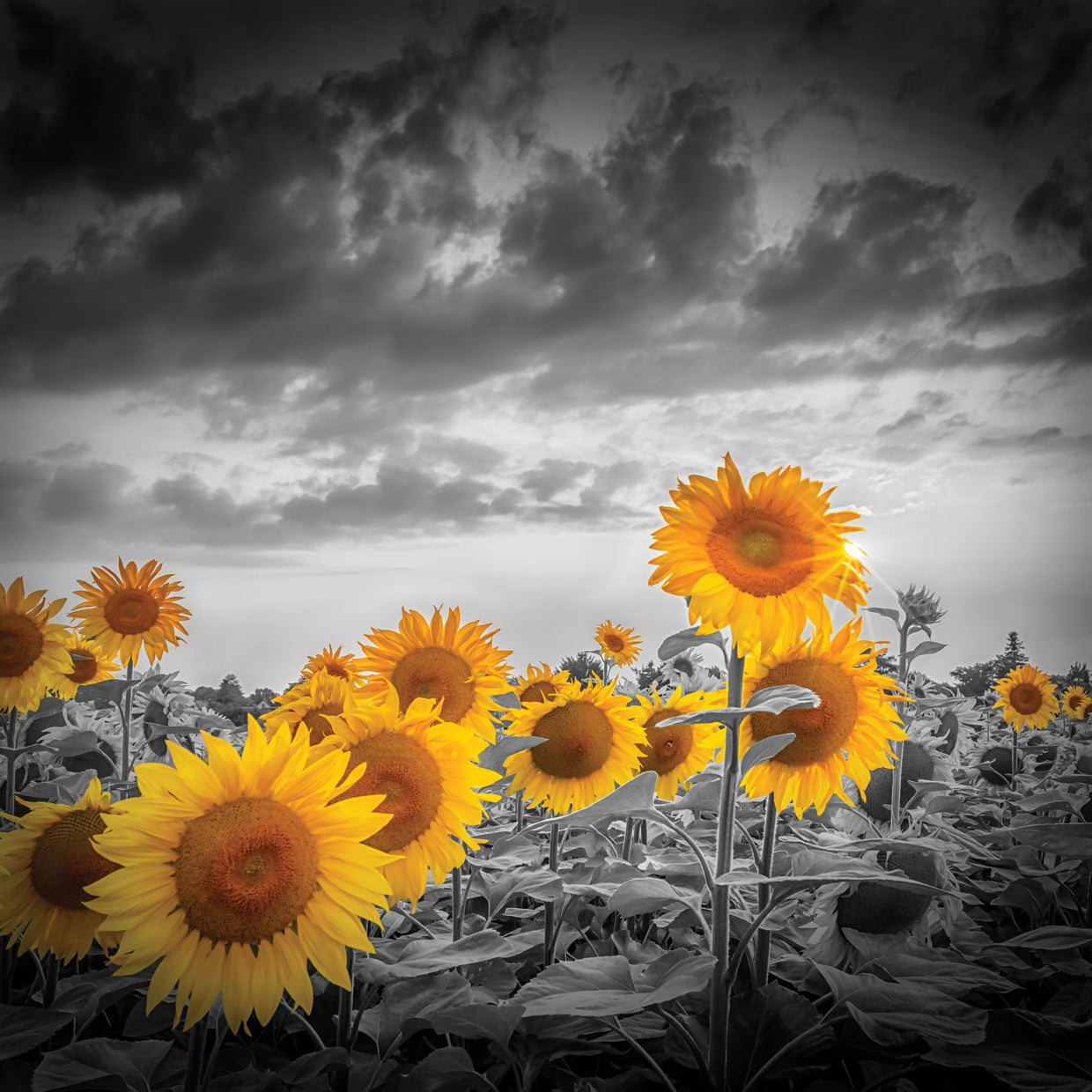 Sunflowers in the evening - yellow color pop