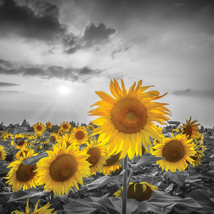 Sunflower field - yellow color pop
