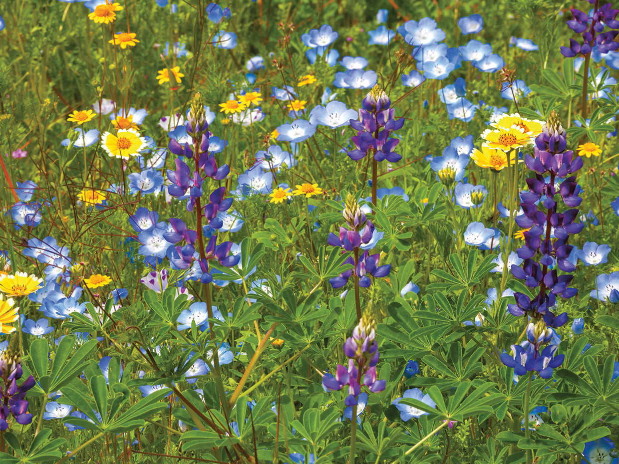 Spring Flowers
