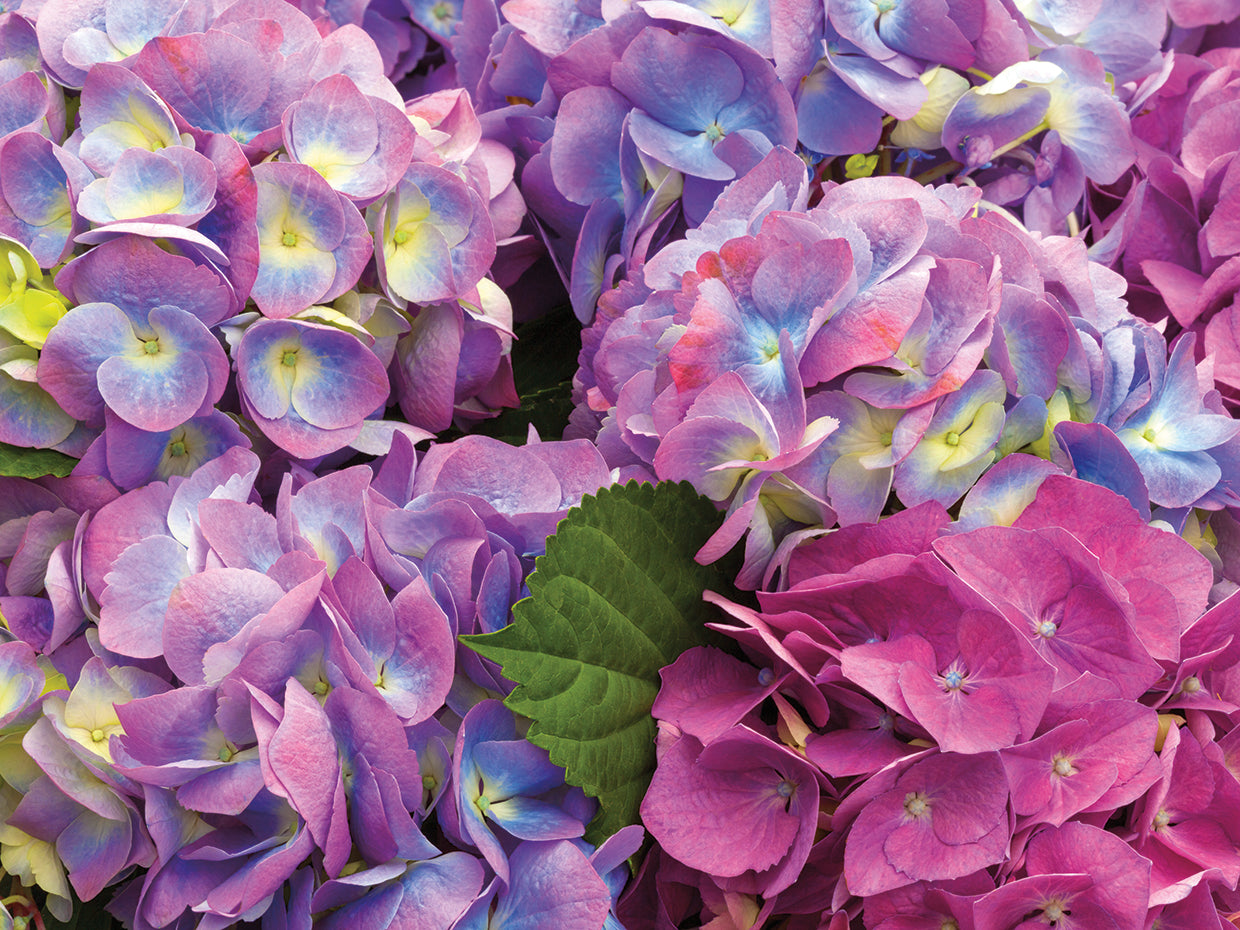 Purple Passion