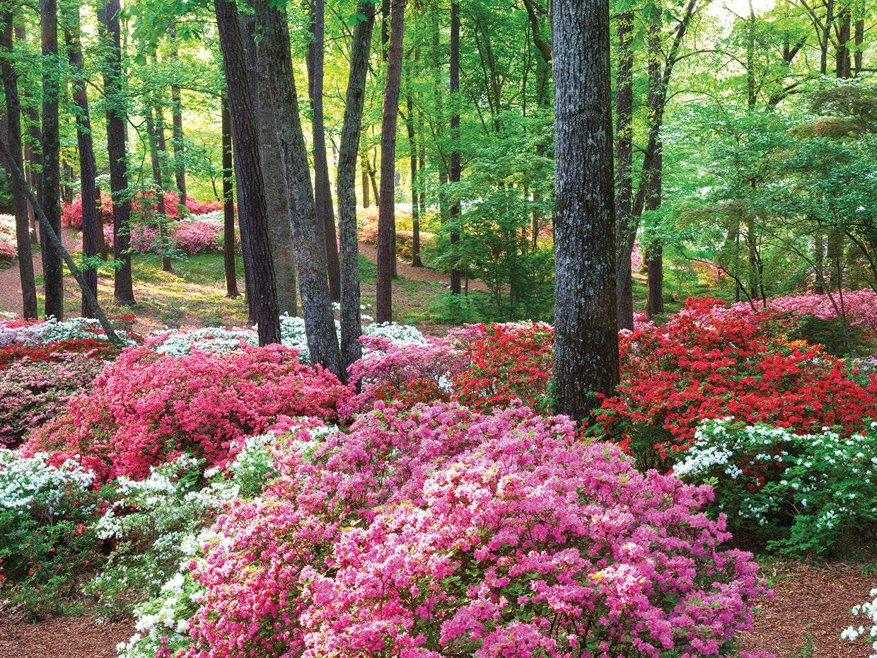 Spring Garden