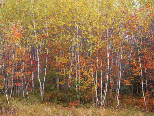 Fall Landscape Canvas Print