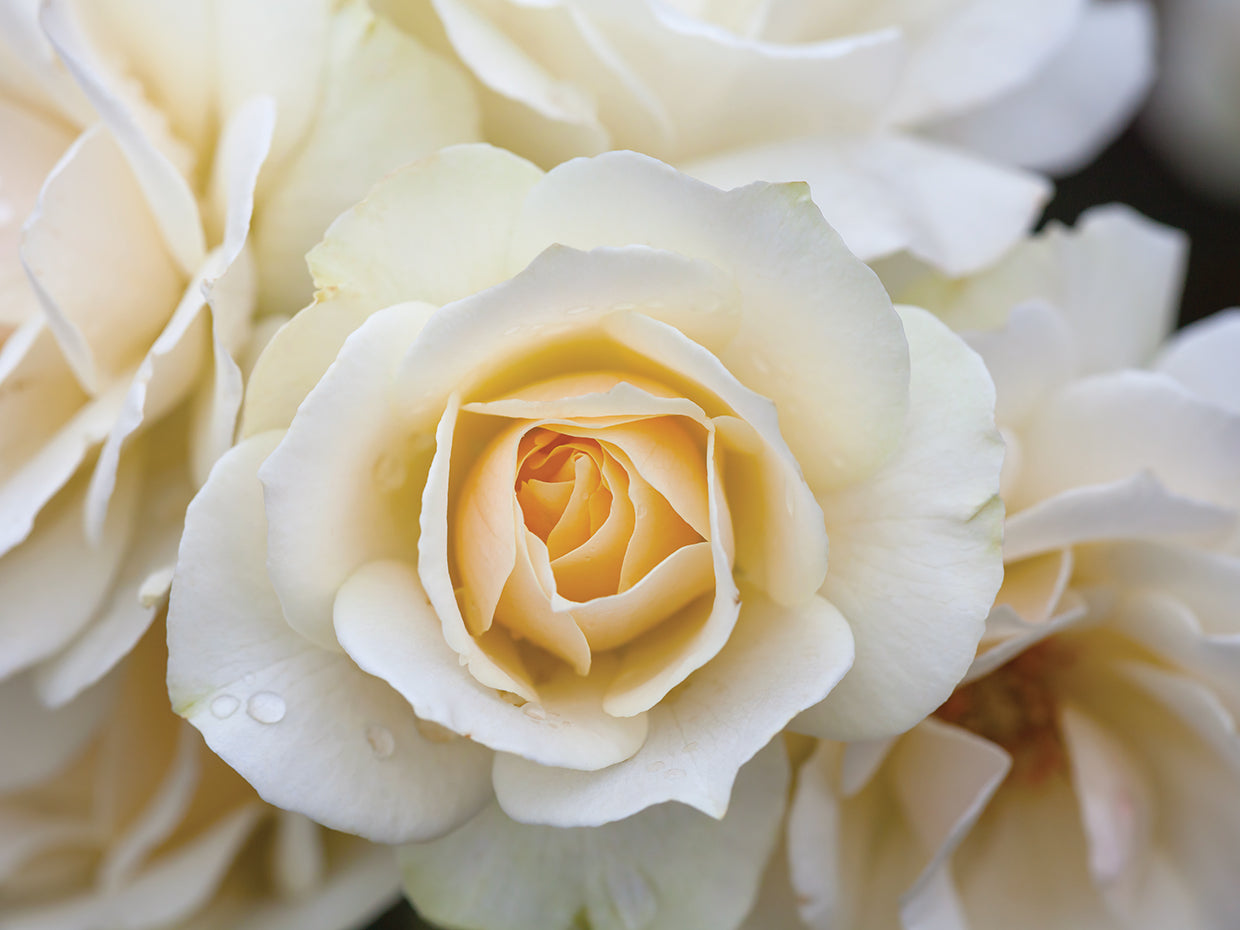 Spring Roses