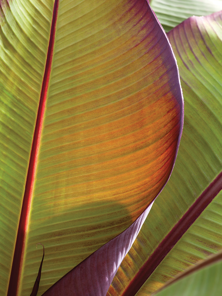 Foliage