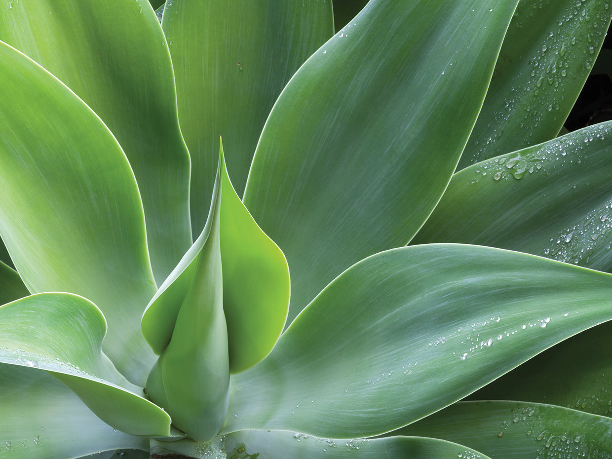 Plant Life 1