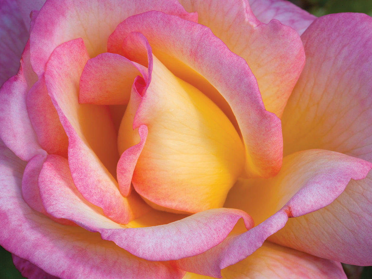Pink Roses