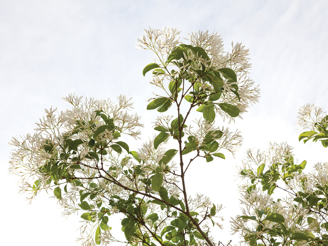 Plant Life 2