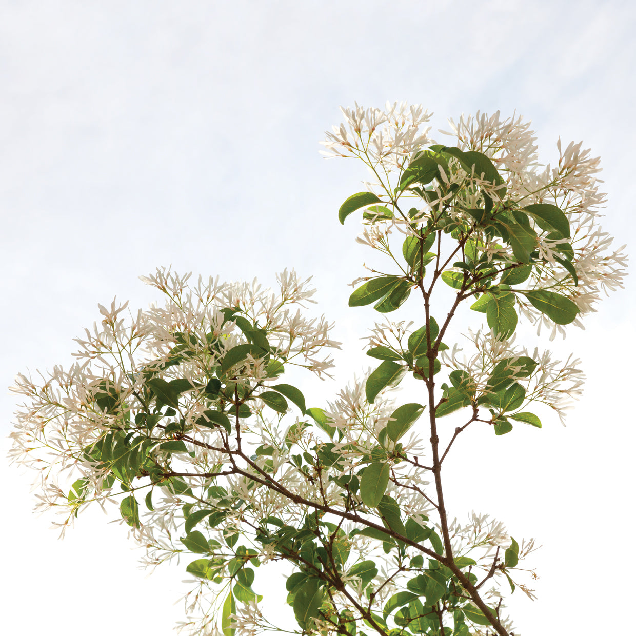 Plant Life 3