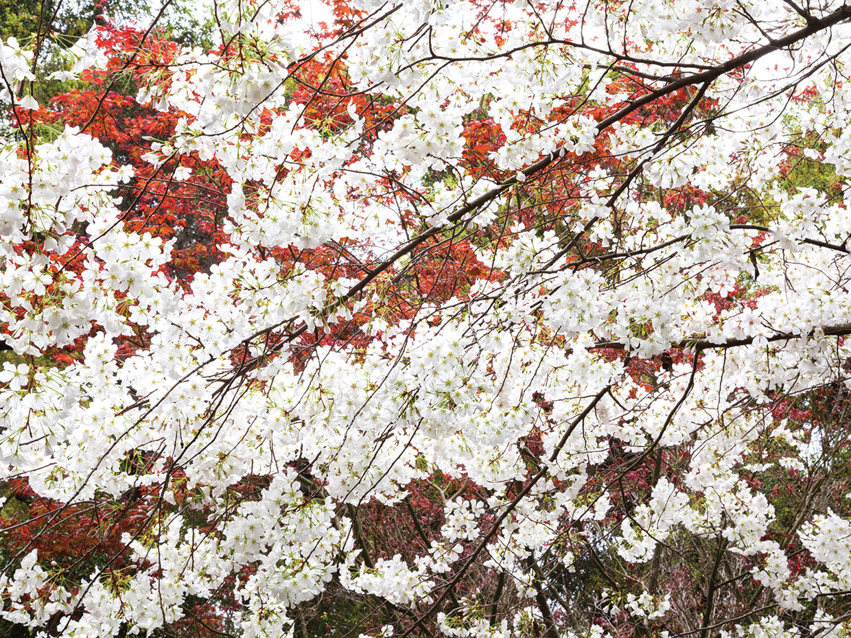 Spring Blossoms