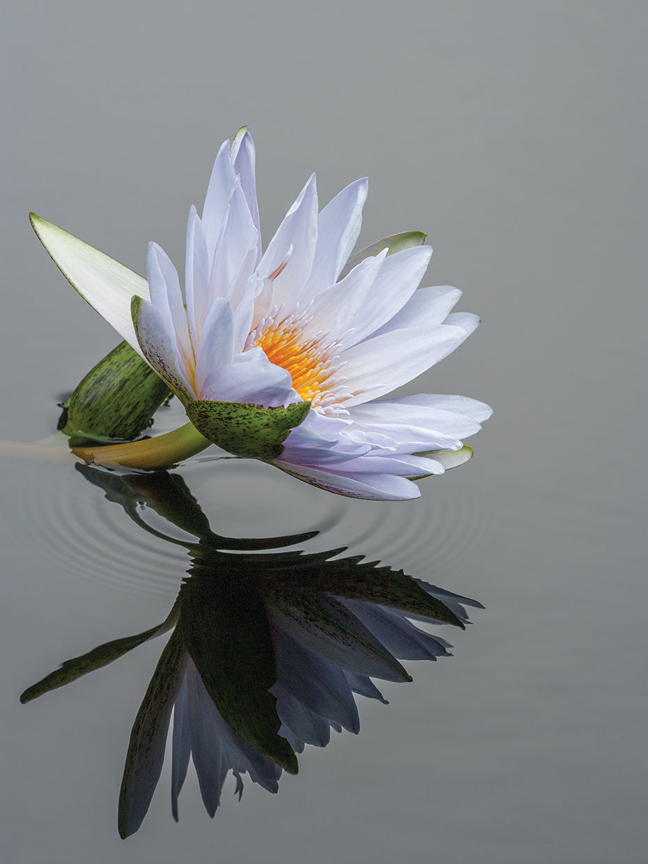 Lily Flowers