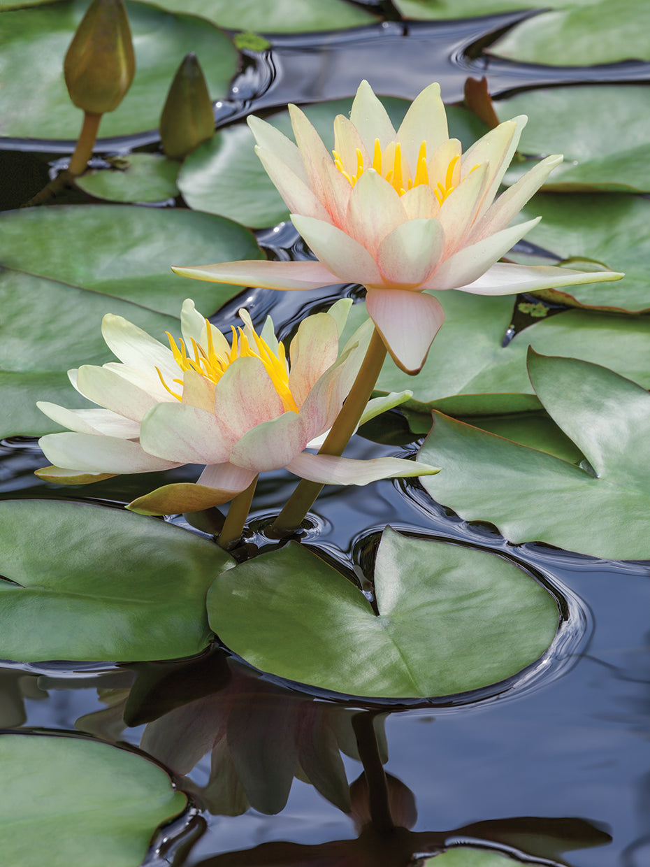 Lily Pads
