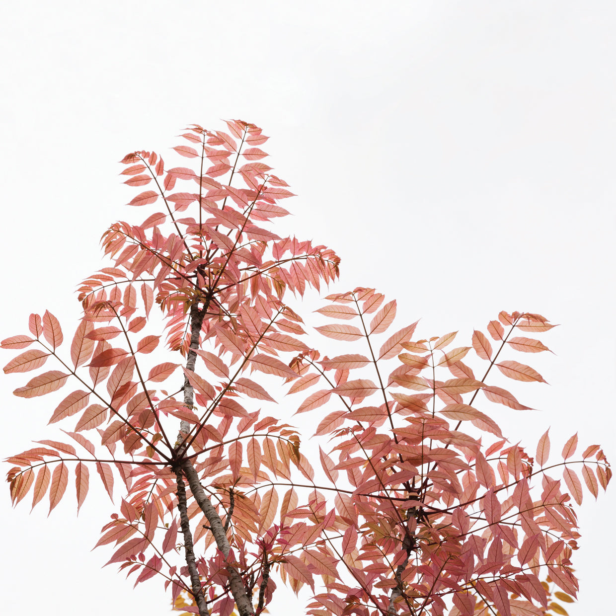 Spring Leaves